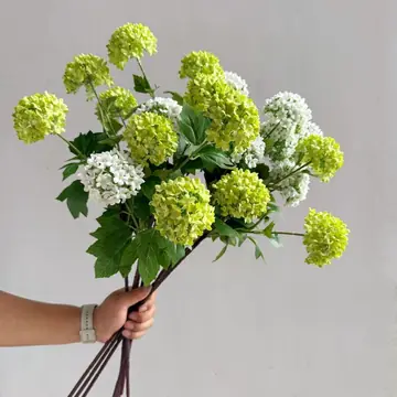 Flowers Hydrangeas SnowballsSmall Home Furnishings