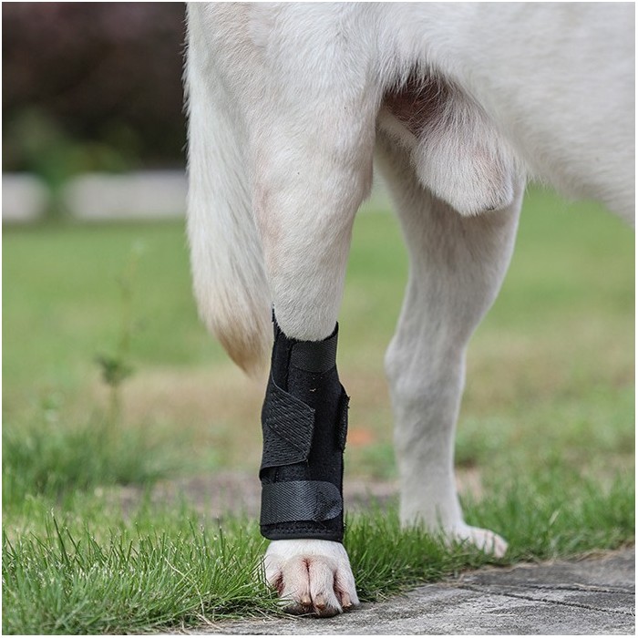 Pet Dog Auxiliary Strap Second Generation Upgrade